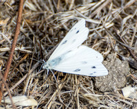 Checkered White - Pontia protodice