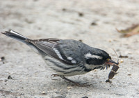 Black-throated Gray Warbler - Setophaga nigrescens eating Leaf-footed bug - Leptoglossus zonatus