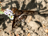Bee fly - Nyia gazophylax