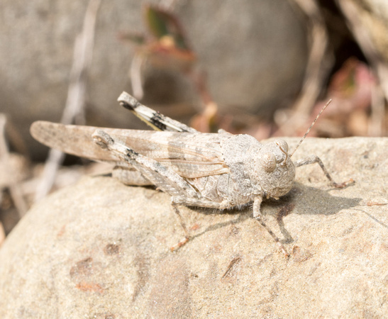 Pallid-winged Grasshopper - Trimerotropis pallidipennis