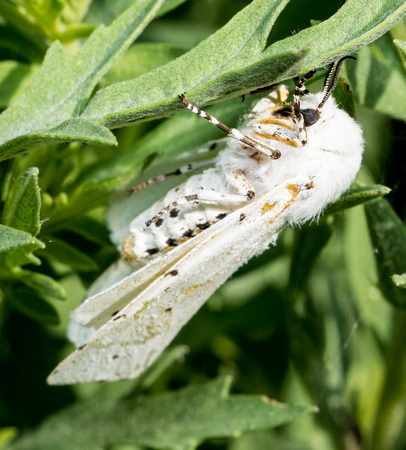 Salt marsh moth - Estigmene acrea