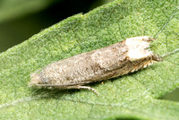 Ragweed borer moth - Epiblema strenuana