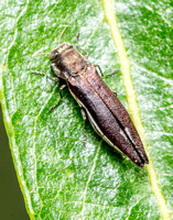 Metallic wood-boring beetle - Agrilus quadriguttatus niveiventris
