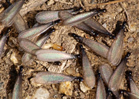 Western subterranean termite - Reticulitermes hesperus