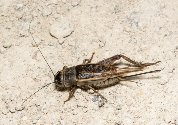 Field cricket - Gryllus sp