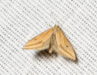 Yellow-veined Moth - Microtheoris ophionalis
