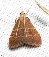 Pyralid moth - Arta epicoenalis