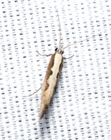 Diamondback moth - Plutella xylostella
