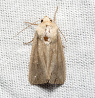Wainscot moth - Leucania sp