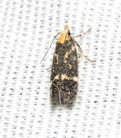Twirler moth - Chionodes sp