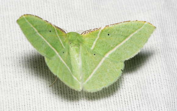 Emerald moth - Dichorda illustraria