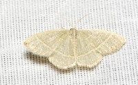 Family Geometridae - Geometer (or Geometrid) Moths