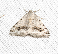 Geometer moth - Digrammia pictipennata