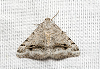 Geometer moth - Digrammia pictipennata