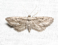 Geometer moth -  Pterotaea lamiaria