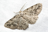 Geometrid moth - Pterotaea newcombi