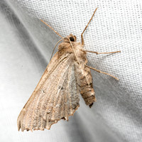 Geometer moth - Pero sp