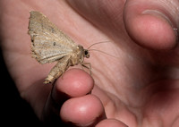 Geometer moth - Pero sp