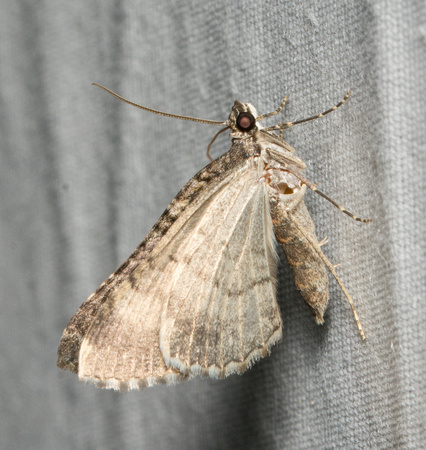 Carpet moth - Archirhoe neomexicana