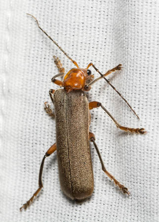 Brown Leatherwing Beetle - Pacificanthia consors