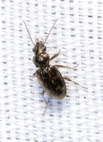 Carabid beetle - Bembidion sp