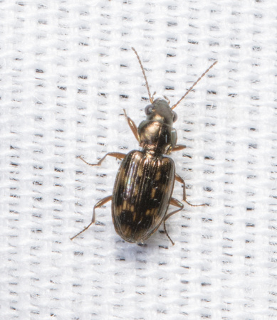 Carabid beetle - Bembidion sp