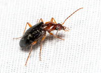 Carabid beetle - Platynus brunneomarginatus