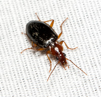Carabid beetle - Platynus brunneomarginatus