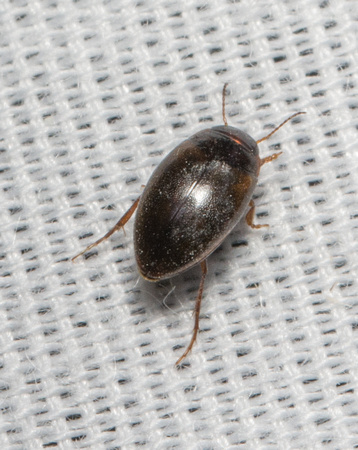 Predaceous diving beetle - unidentifed sp