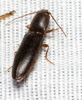 Click beetle - Athous spp