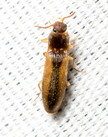 Click beetle - Dalopius sp