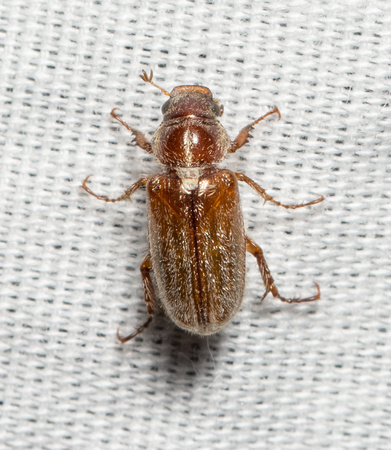 May beetle - Dichelonyx pusilla
