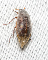 Small june beetle - Serica sp