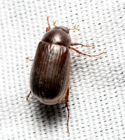 Small june beetle - Serica sp