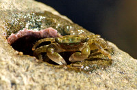 Crab - Unidentified sp.