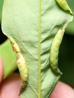 Locust gall midge - Obolodiplosis robiniae