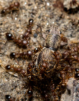 Guinea ant - Tetramorium bicarinatum attacking Fuller rose beetle - Pantomorus cervinus