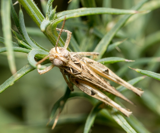 Texas range grasshopper - Psoloessa texana
