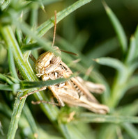 Texas range grasshopper - Psoloessa texana