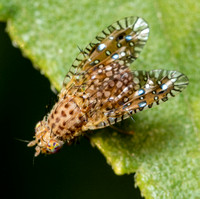 Fruit fly - Paracantha cultaris