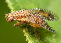 Fruit fly - Paracantha cultaris