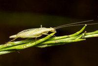 Four-spotted tree cricket - Oecanthus quadripunctatus