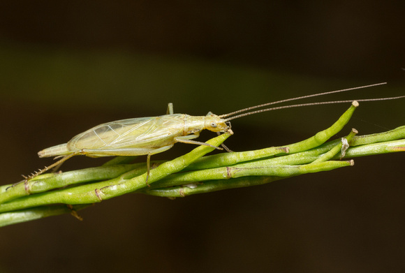 Four-spotted tree cricket - Oecanthus quadripunctatus