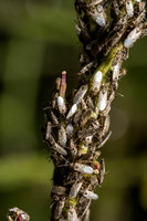 Seed bug  - Nysius sp