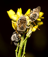 Long-horned bee  - Melissodes sp