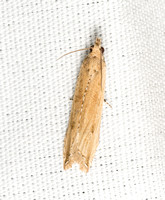 Tortricine Leafroller Moth - Bactra sp.