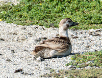 Long-tailed Duck - Clangula hyemalis