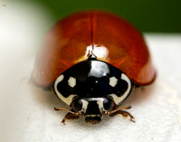 Blood red lady beetle - Cycloneda sanguinea