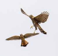 American Kestrel - Falco sparverius, Cooper's Hawk - Accipiter cooperii