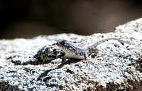 Sagebrush Lizard  - Sceloporus graciosus